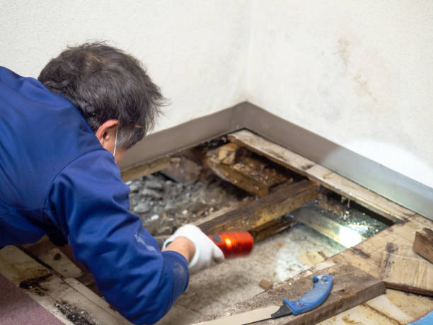 Best Mold Testing  in Lake Landor, VA