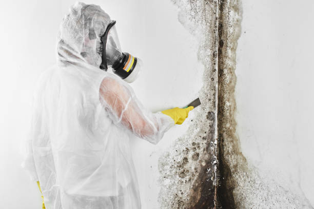 Attic Mold Removal in Lake Landor, VA