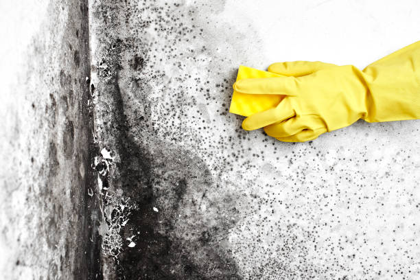 Professional Mold Removal in Lake Landor, VA