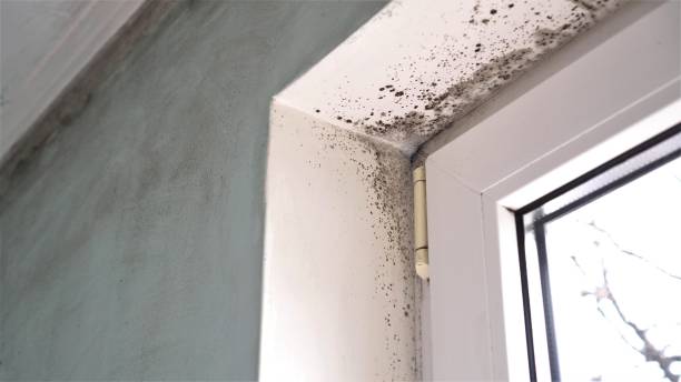 Best Attic Mold Removal  in Lake Landor, VA