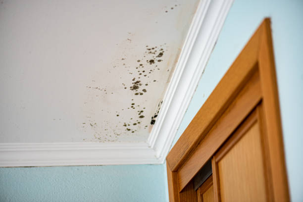 Best Black Mold Removal  in Lake Landor, VA