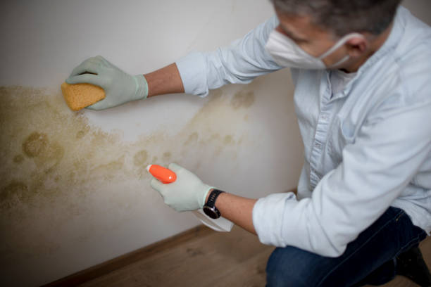 Best Mold Remediation  in Lake Landor, VA