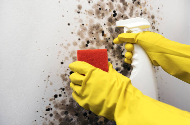 Best Mold Removal Process  in Lake Landor, VA