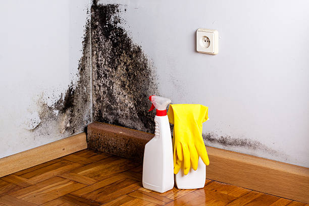 Best Office Mold Removal Services  in Lake Landor, VA