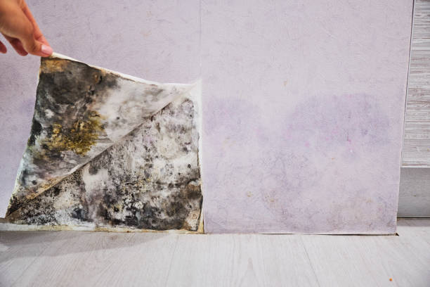 Best Mold Cleaning Services  in Lake Landor, VA
